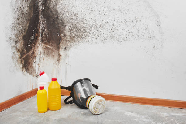 Best Mold Removal Company Near Me  in Peach Lake, NY