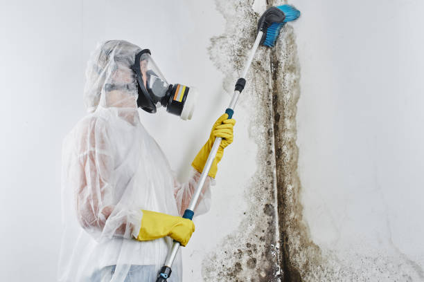 Best Professional Mold Removal  in Peach Lake, NY