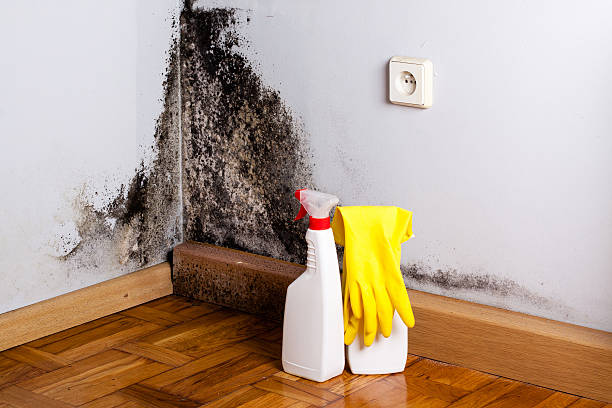 Best Black Mold Removal  in Peach Lake, NY