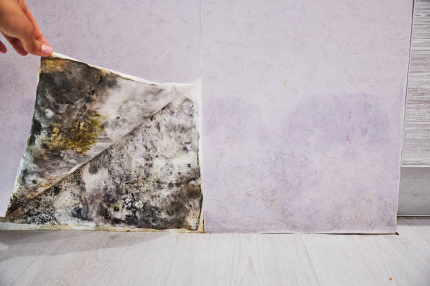 Best Best Mold Removal Companies  in Peach Lake, NY